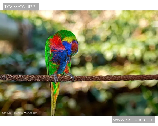 都柏林动物园为鹦鹉命名帕洛特引发热议带队杀入附加赛